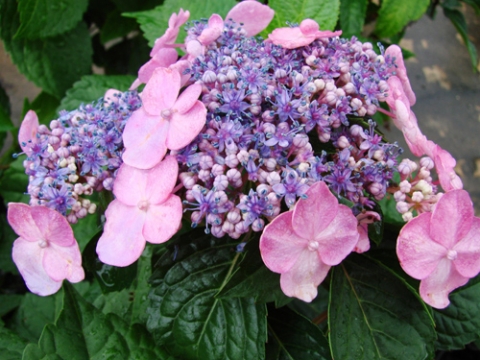 Hortensja ogrodowa (Hydrangea macrophylla} Endless Summer  